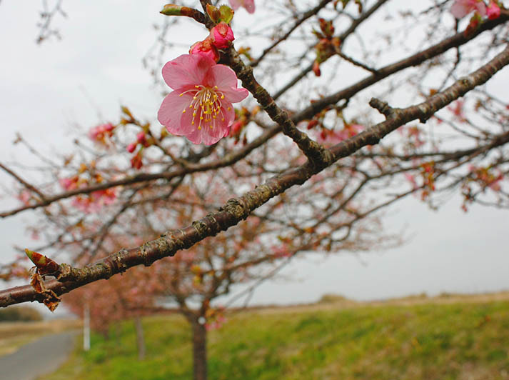 木戸川添いの河津桜が咲き始め