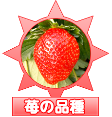 苺の品種
